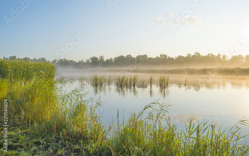 Reed along the shore of a lake at a foggy sunrise in summer