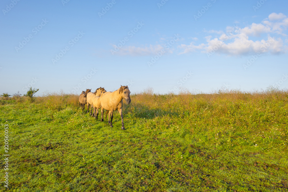 Horses in a field along a misty lake at sunrise in summer