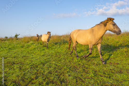 Horses in a field along a misty lake at sunrise in summer © Naj