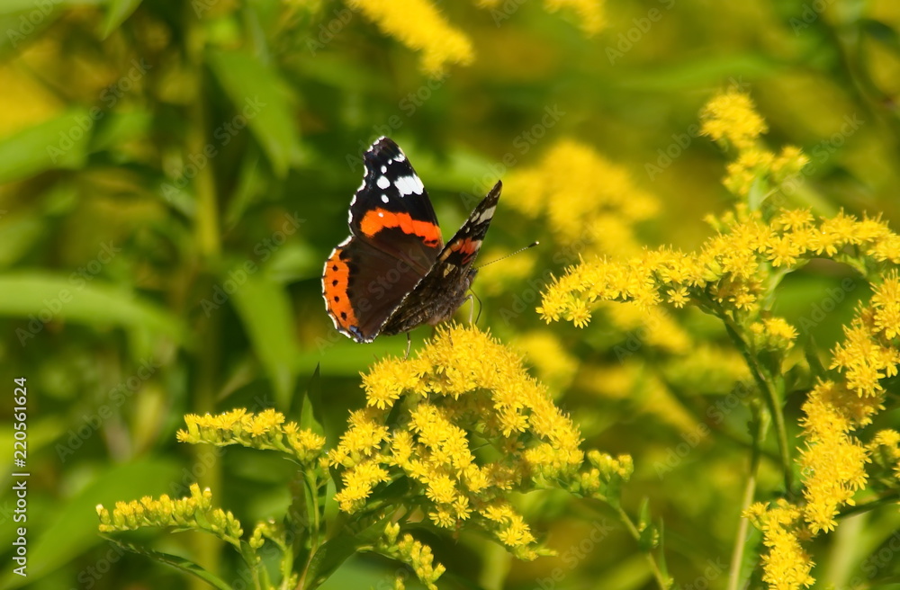 Butterfly Admiral on yellow flowers. Vanessa atalanta. Butterfly Admiral on yellow flowers. Vanessa atalanta.