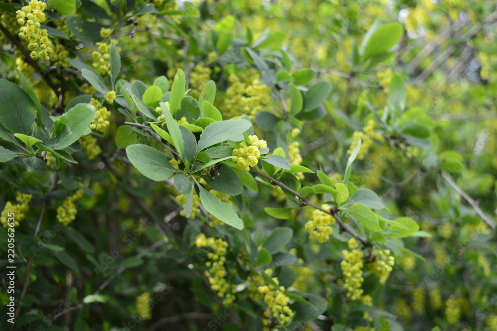 Common barberry - it is deciduous shrub with delicate yellow flowers Common barberry - it is deciduous shrub with delicate yellow flowers