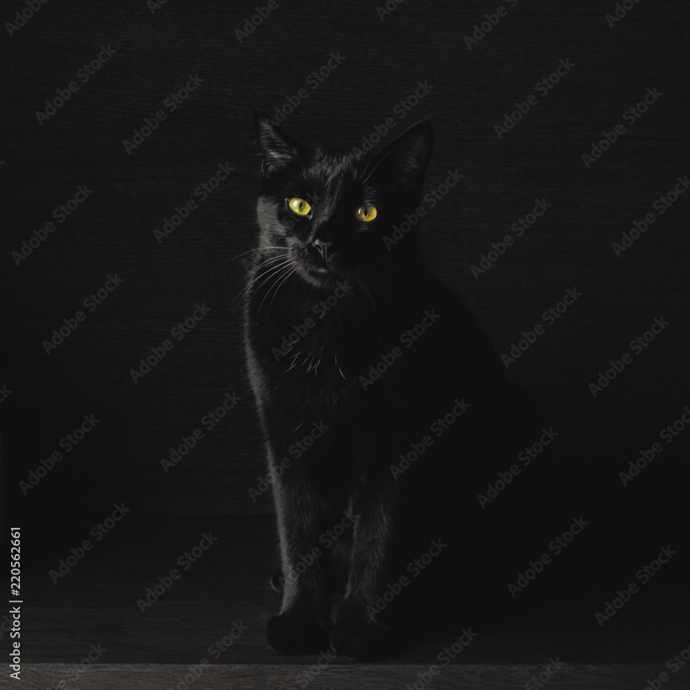 Black cat sitting in front of a wooden dark background