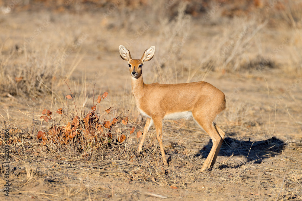 Female steenbok (Raphicerus campestris), Etosha National Park, Namibia Female steenbok (Raphicerus campestris), Etosha National Park, Namibia