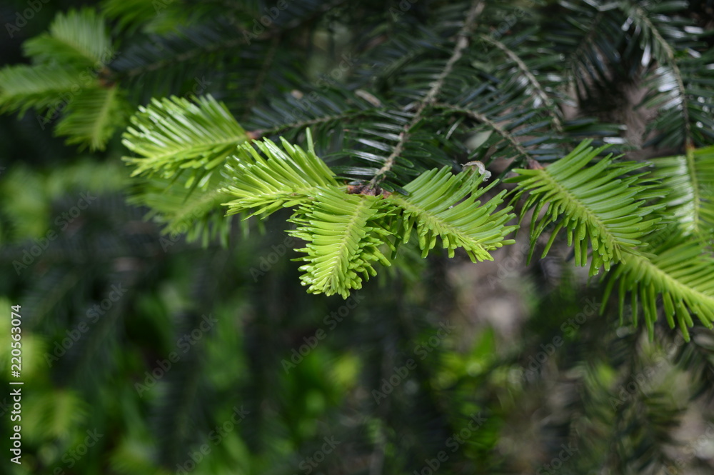 Taxus called also yews with dark-green leaves and freshly spring endings Taxus called also yews with dark-green leaves and freshly spring endings