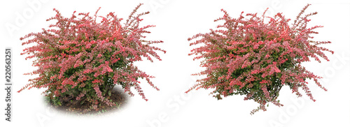 Barberry ordinary - a decorative bush.