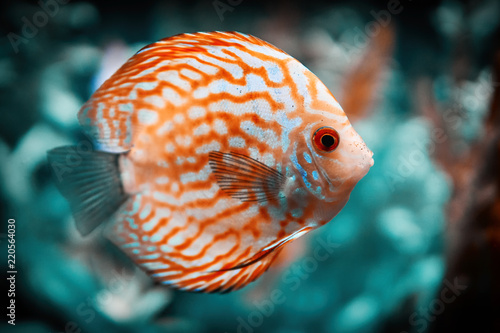 Aquarium fish discus close-up. Toned