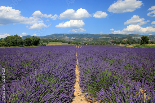 Fototapeta Naklejka Na Ścianę i Meble -  Lavendelfeld in der Provence