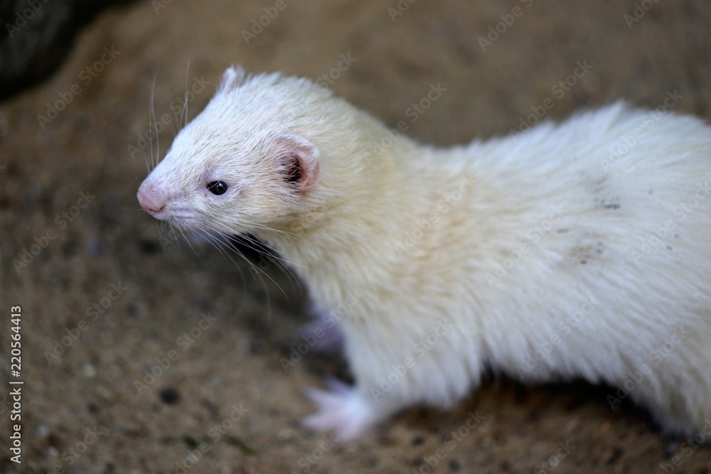 Portrait of domestic beige male ferret Portrait of domestic beige male ferret