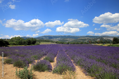 Fototapeta Naklejka Na Ścianę i Meble -  Lavendelfeld in der Provence