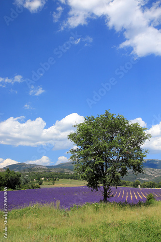 Fototapeta Naklejka Na Ścianę i Meble -  Lavendelfeld in der Provence