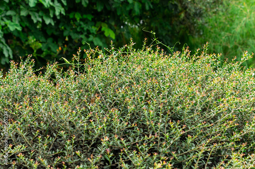 Fotografie Dwarf yaupon holly (Ilex vomitoria schillings) - Davie, Florida, USA