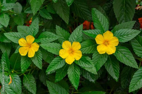 Yellow alder (Turnera ulmifolia) row of three yellow flowers - Davie, Florida, USA photo