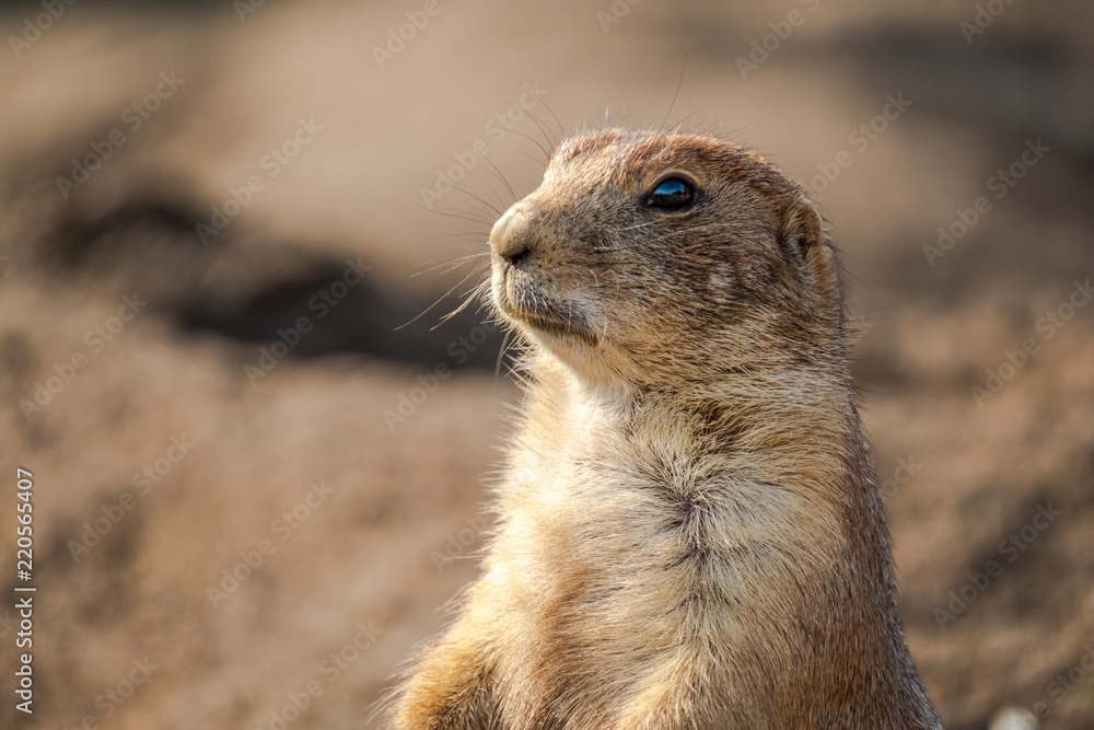 Naklejka premium Beautiful prairie dog is looking anxiously and attentive.