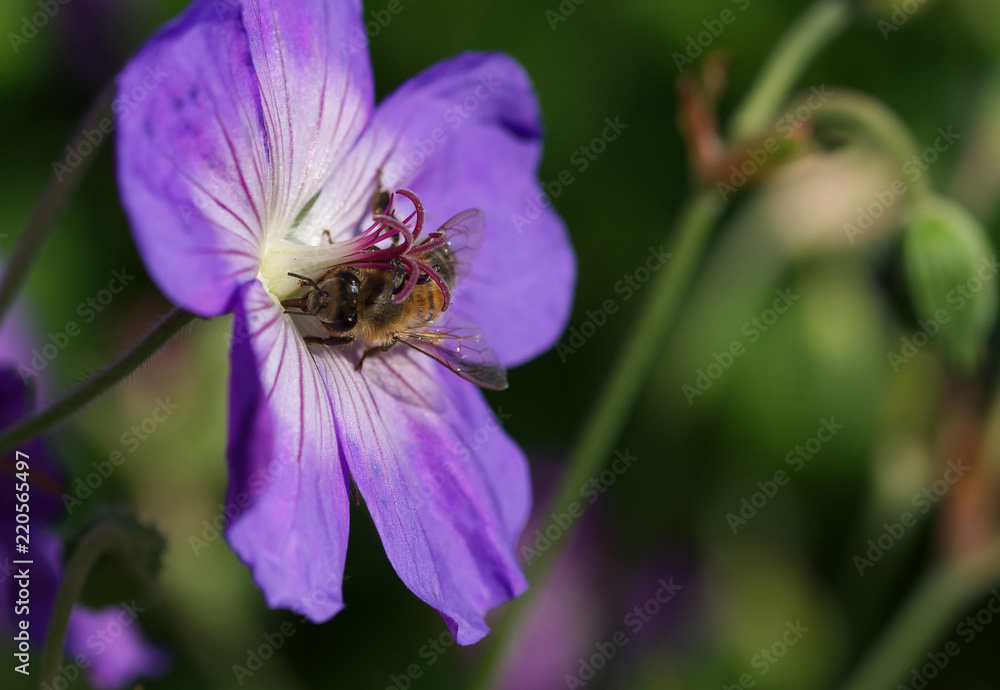 Honey bee collecting nectar pollen from purple flower Honey bee collecting nectar pollen from purple flower
