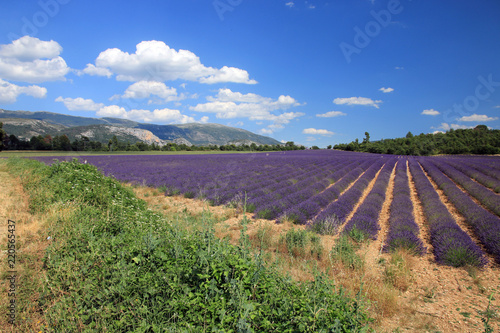 Fototapeta Naklejka Na Ścianę i Meble -  Lavendelfeld in der Provence