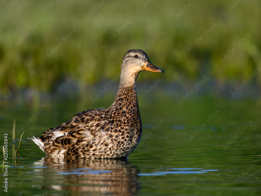 Female Mallard Swimming on Green Background Female Mallard Swimming on Green Background