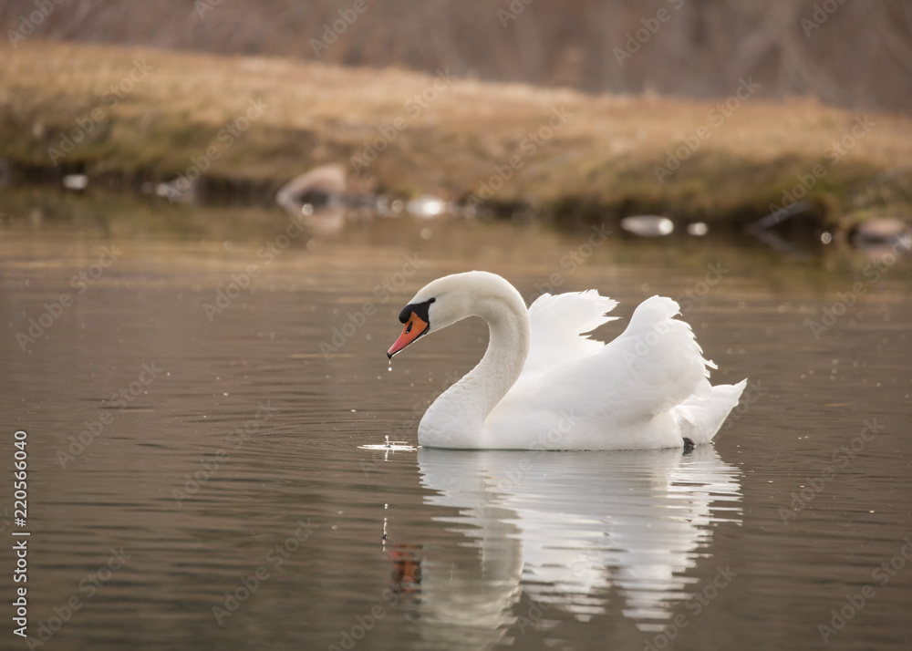 Fototapeta premium A mute swan swimming on a still pond with it's reflection in the water