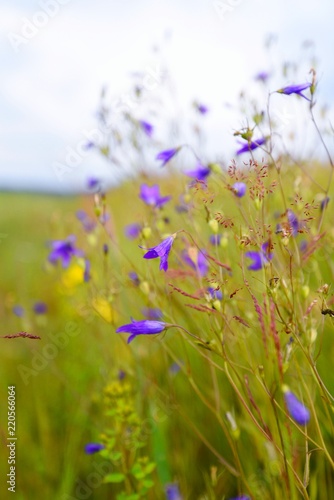 meadow bell © blackmilan