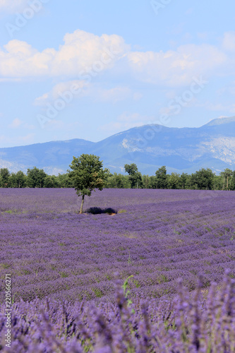 Fototapeta Naklejka Na Ścianę i Meble -  Lavendelfeld in der Provence