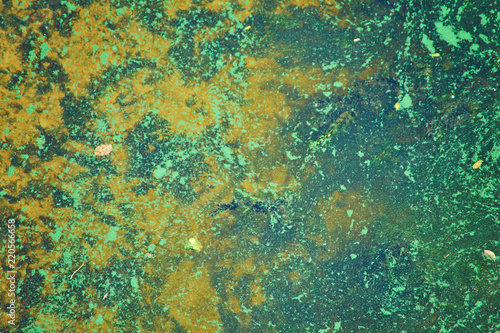 green algae on the surface of the water.