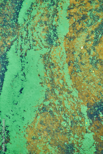 green algae on the surface of the water.