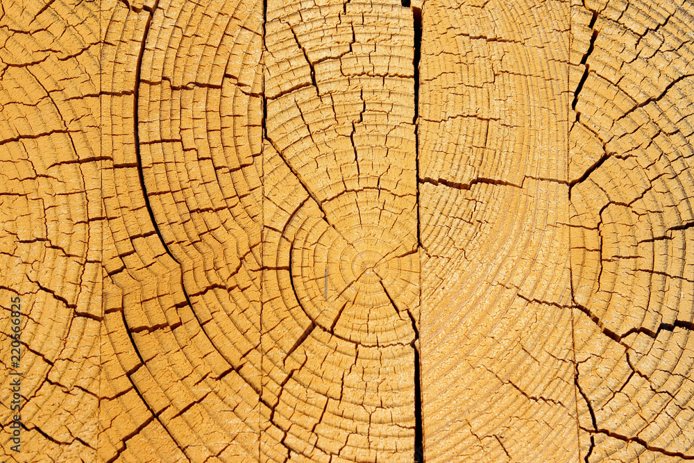 Wooden Texture Background.Cropped Shot Of A Textured Background.Wooden Texture. Wooden Background. Tree Texture. Tree Background. Crack Tree Texture. Nature Texture Background.
Wooden Texture Background.Cropped Shot Of A Textured Background.Wooden Texture. Wooden Background. Tree Texture. Tree Background. Crack Tree Texture. Nature Texture Background.