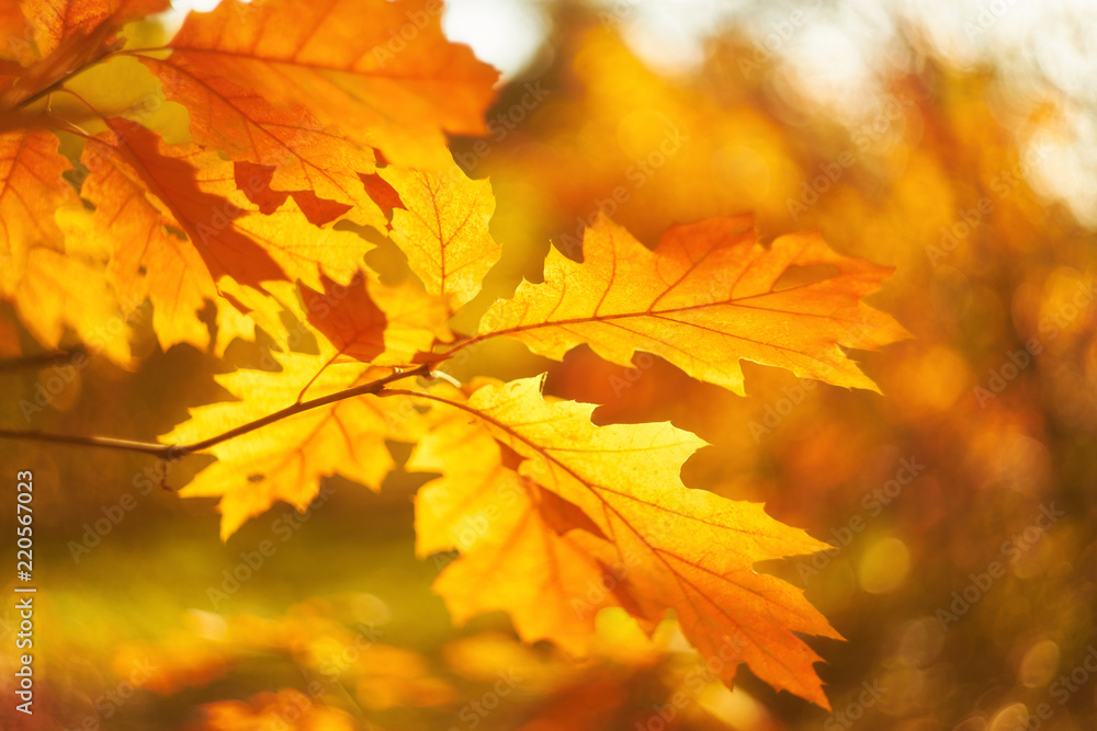 Autumn beech leaves decorate a beautiful nature bokeh background Autumn beech leaves decorate a beautiful nature bokeh background