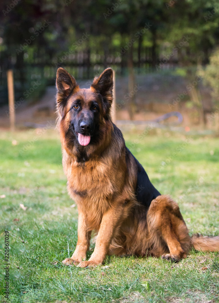 Naklejka premium german shepherd dog