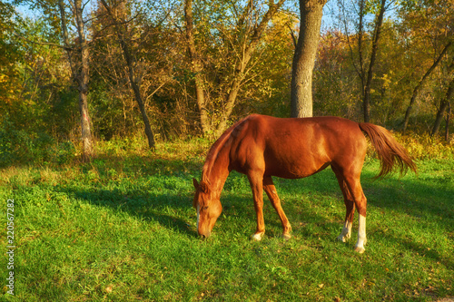 Horse on the green grass