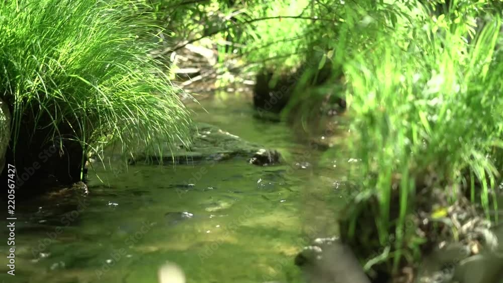 Lush foliage along a stream in Northern California. Lush foliage along a stream in Northern California.
