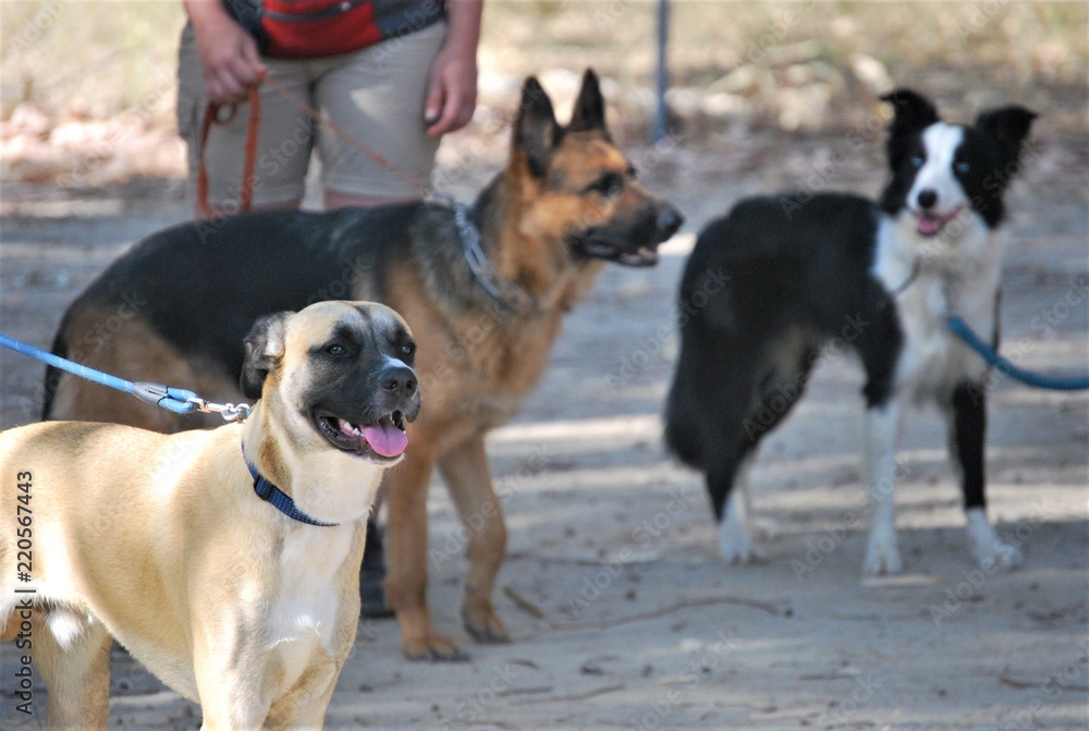 Naklejka premium Dogs socializing at Canine School