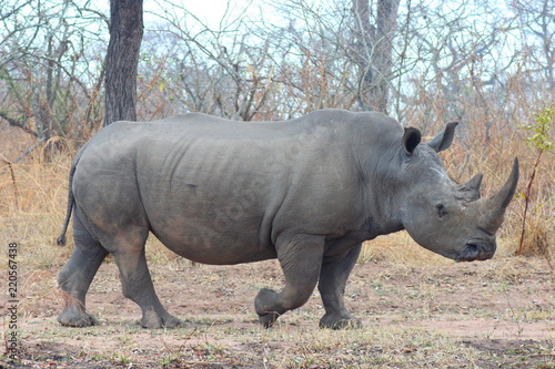 White rhinoceros at Kruger National Park - South Africa