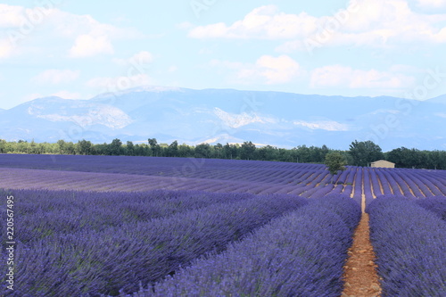 Fototapeta Naklejka Na Ścianę i Meble -  Lavendelfeld in der Provence
