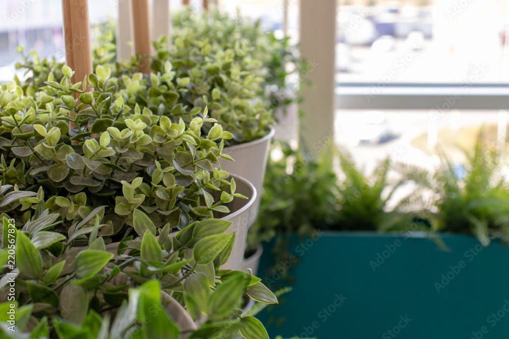 Fake green plants in white pots, interior design.