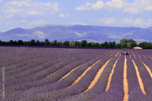 Fototapeta Naklejka Na Ścianę i Meble -  Lavendelfeld in der Provence