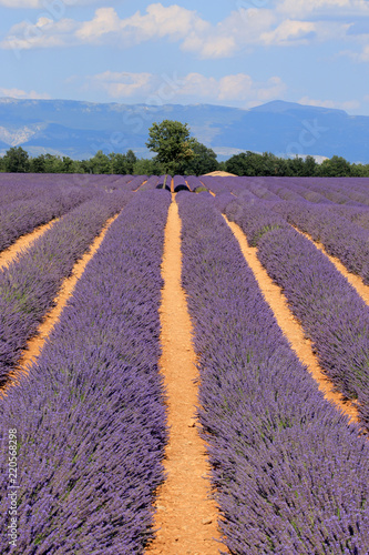 Fototapeta Naklejka Na Ścianę i Meble -  Lavendelfeld in der Provence