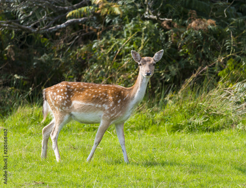 Red Deer Red Deer