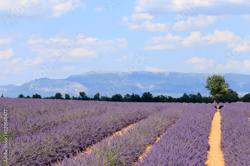 Fototapeta Naklejka Na Ścianę i Meble -  Lavendelfeld in der Provence