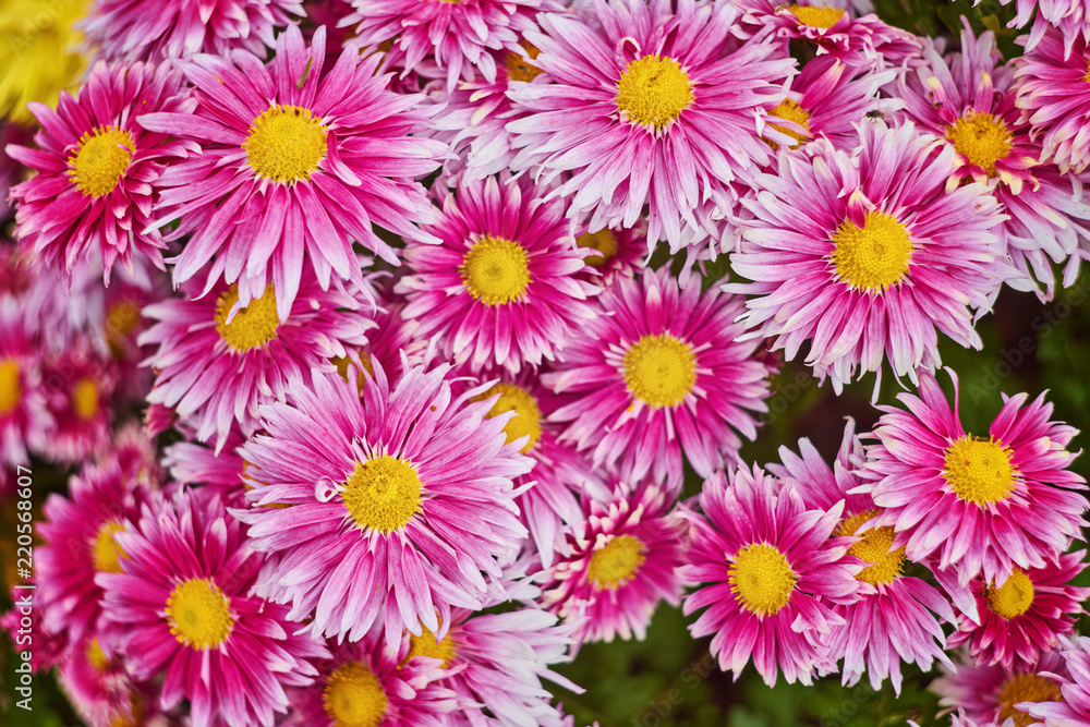 Red Chrysanthemums bunch in floral shop, seamless pattern flowers background. Bouquet of red-yellow chrysanthemums like tiny daisies floral print pattern.