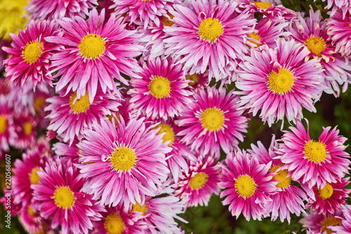 Red Chrysanthemums bunch in floral shop  seamless pattern flowers background. Bouquet of red-yellow chrysanthemums like tiny daisies floral print pattern.