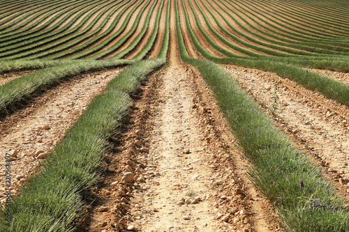 Fototapeta Naklejka Na Ścianę i Meble -  Lavendelfeld in der Provence