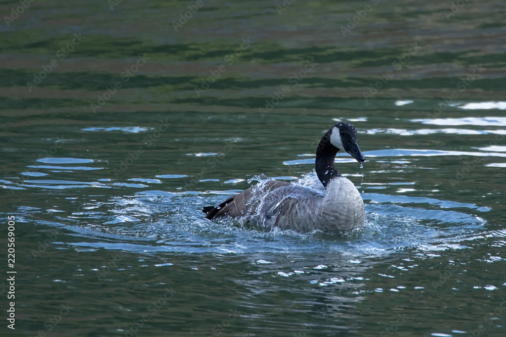 Obraz premium Kanadagans