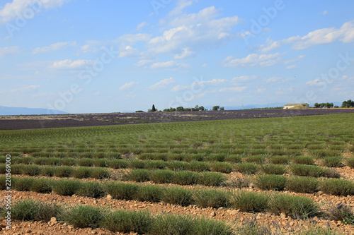 Fototapeta Naklejka Na Ścianę i Meble -  Lavendelfeld in der Provence
