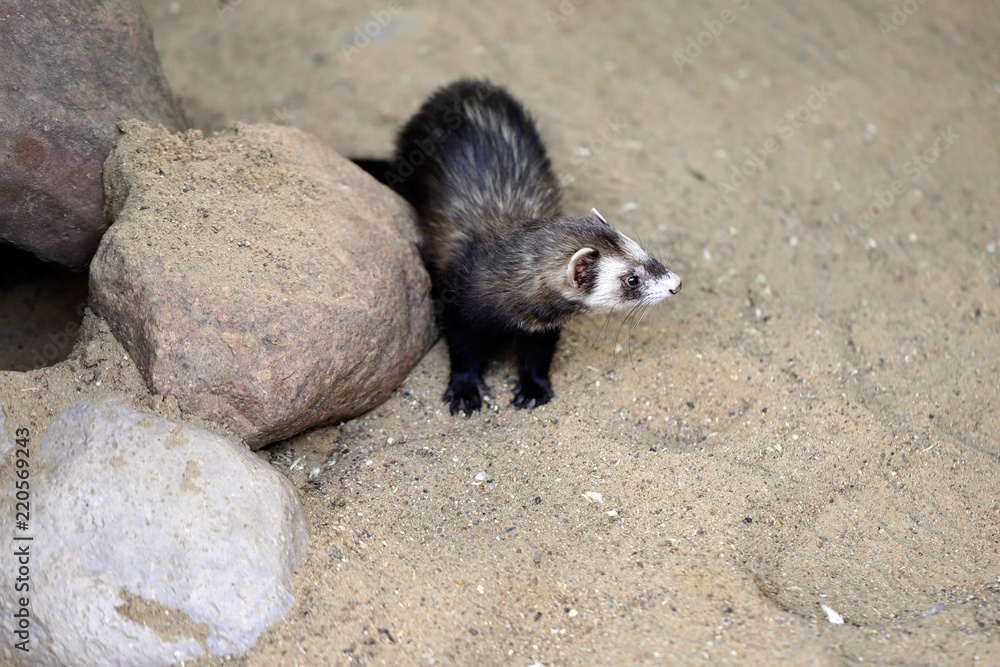 Full body of domestic multicolor white-grey-brown female ferret Full body of domestic multicolor white-grey-brown female ferret