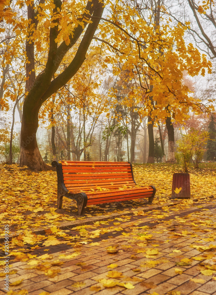 Park with bench on alley in autumn Park with bench on alley in autumn