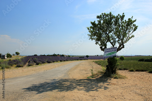 Fototapeta Naklejka Na Ścianę i Meble -  Lavendelfelder in der Provence