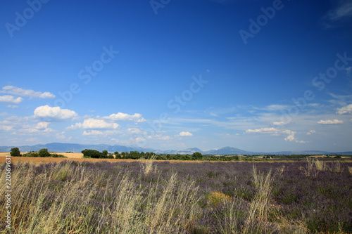 Fototapeta Naklejka Na Ścianę i Meble -  Lavendelfelder in der Provence