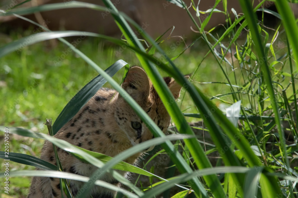 Fototapeta premium Serval