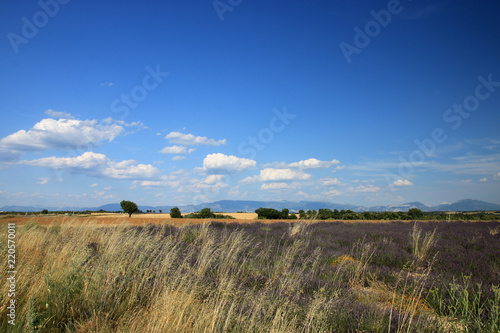 Fototapeta Naklejka Na Ścianę i Meble -  Lavendelfelder in der Provence