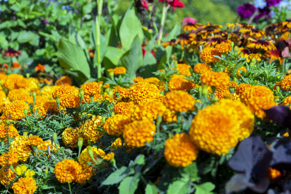 a dwarf mariegold (studentinblume) in a garden a dwarf mariegold (studentinblume) in a garden